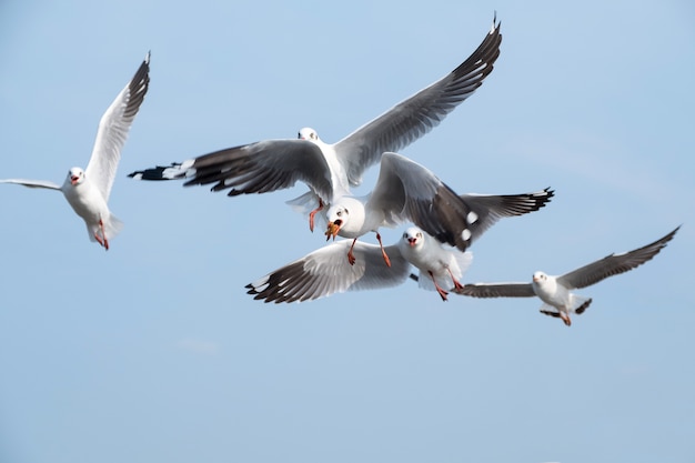 Alimentando a las gaviotas