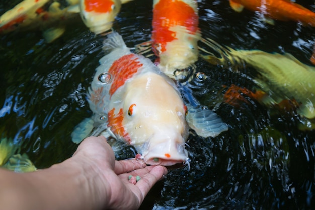 Alimentando koi à mão