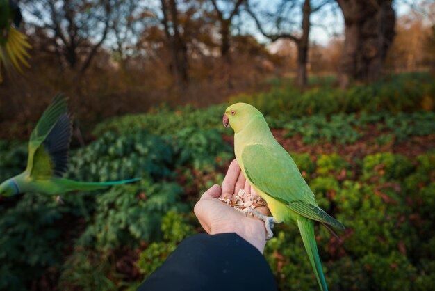Alimentando a mano a un periquito verde vibrante en un exuberante parque de Londres durante el otoño