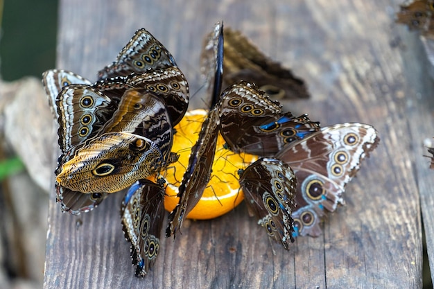 Alimentando a las mariposas con jugo de naranja