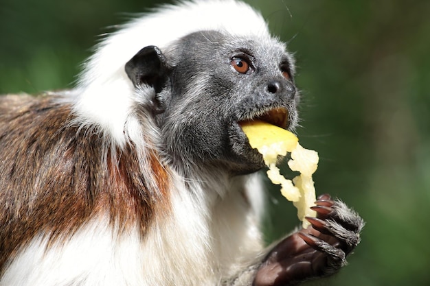 Alimentando a mono con manzana