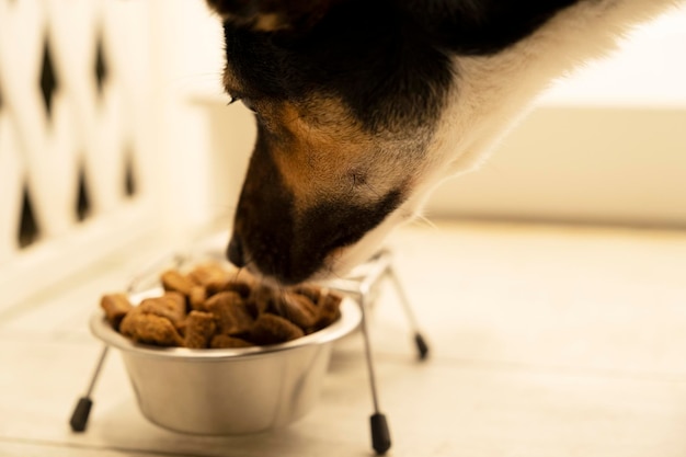 Alimentando o cachorro com comida seca o processo de derramar comida em uma tigela cachorro come comida para animais de estimação alimentando comida saudável para animais de estimação