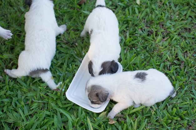 Alimentando o cachorro tailandês na grama verde