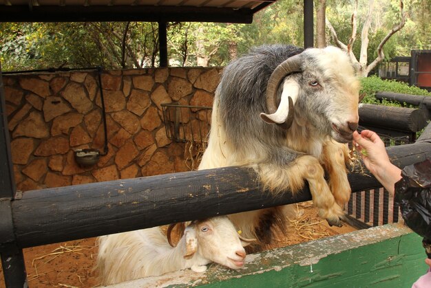 Alimentando o carneiro no zoológico no redil de Rishon Lecion Israel