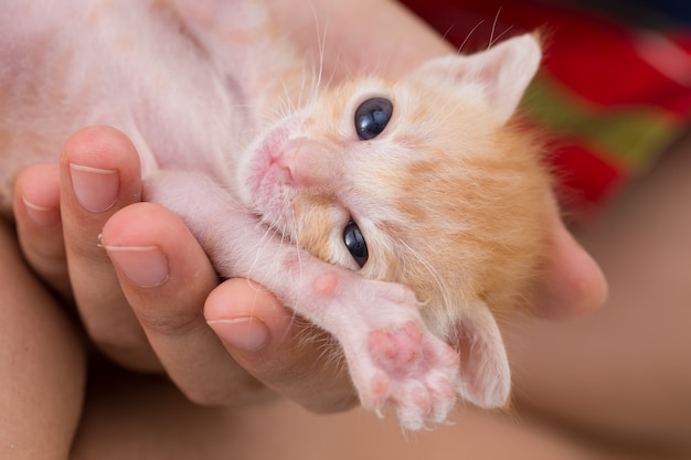 Alimentando o gatinho órfão com sucedâneo de leite