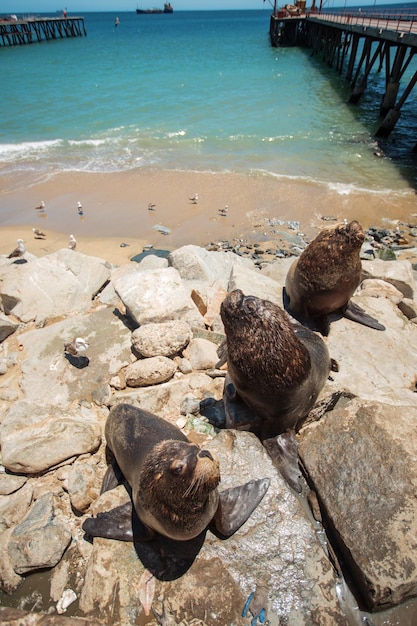 Alimentando os pelicanos e leões marinhos