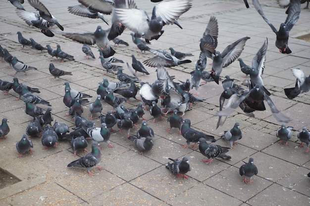 Alimentando a las palomas en el piso