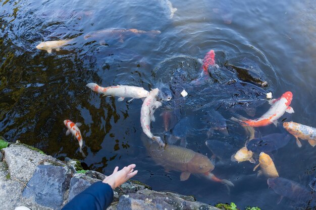 Alimentando peixes Koi