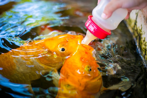 Alimentando pescados elegantes coloridos del biberón. Koi o Crap peces.