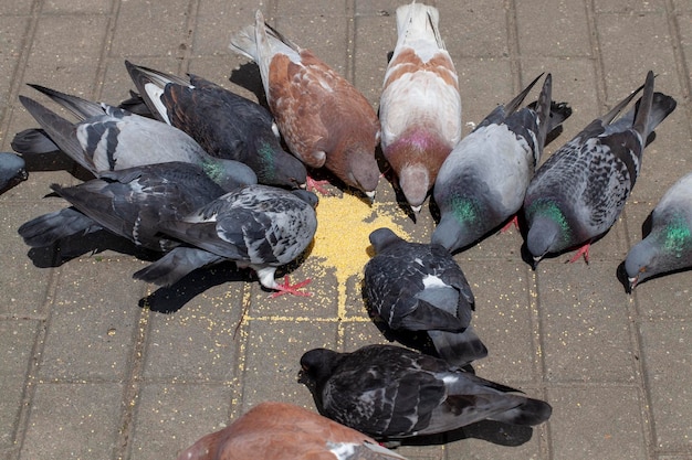 Alimentando pombos na rua