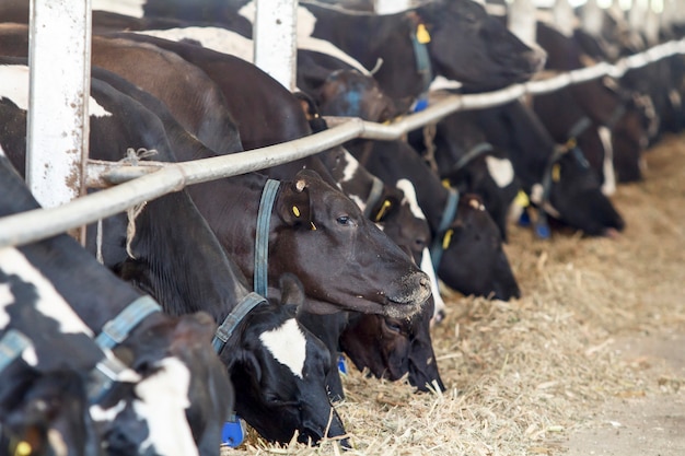 Alimentando vacas leiteiras em uma fazenda