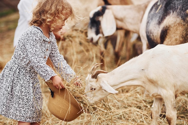 Alimentar a las cabras Una niña vestida de azul está en la granja en verano al aire libre