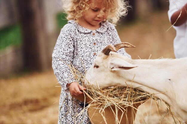 Alimentar a las cabras Una niña vestida de azul está en la granja en verano al aire libre