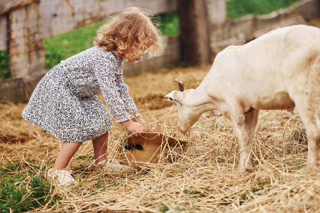 Alimentar a las cabras Una niña vestida de azul está en la granja en verano al aire libre