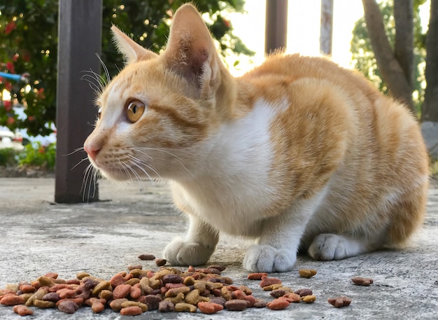 Alimentar comida para gatos con gato naranja sobre piso de concreto viejo