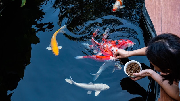 Foto alimentar el koi o la mierda con las manos desnudas peces domesticados para el granjero un estanque de peces de koi al aire libre para la belleza y la relajación