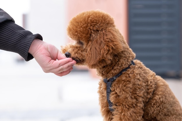 Alimentar a mano una hermosa comida para perros caniche marrón