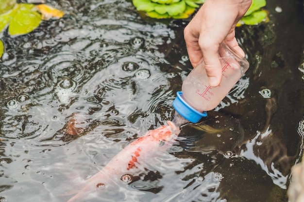 Alimentar a los peces con biberones. Carpas koi.