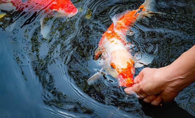 Alimente a los koi japoneses o a la mierda elegante con sus propias manos Peces domesticados para el granjero koi al aire libre peces de lujo