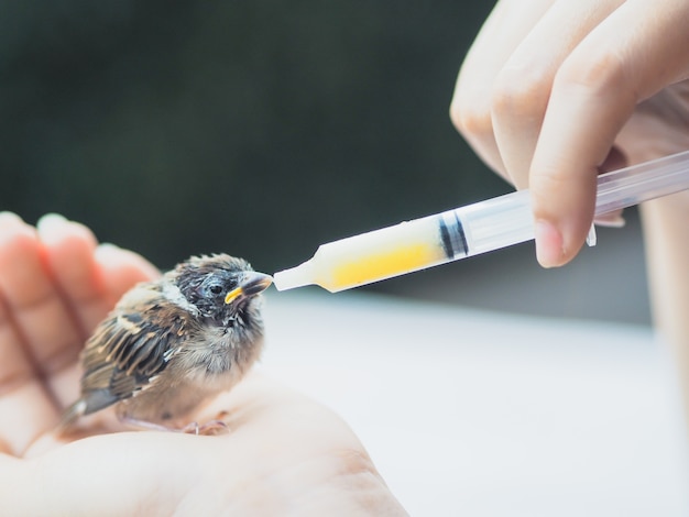 Alimente a un pájaro gorrión