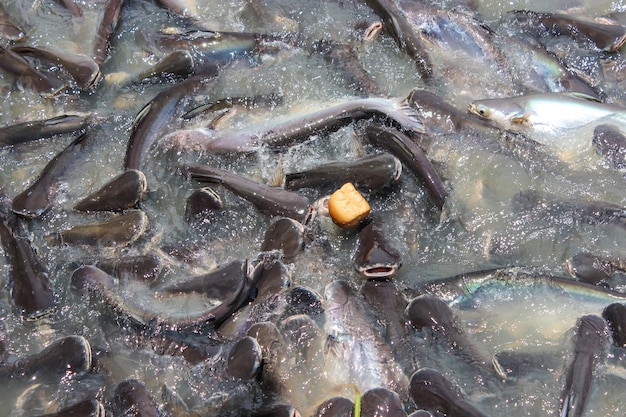 Alimente a los peces en el templo con pan.