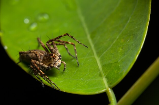 alimento cabello naturaleza patrón araña hoja