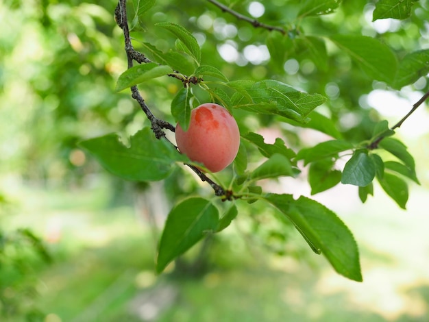 Alimento de ciruelas pasas