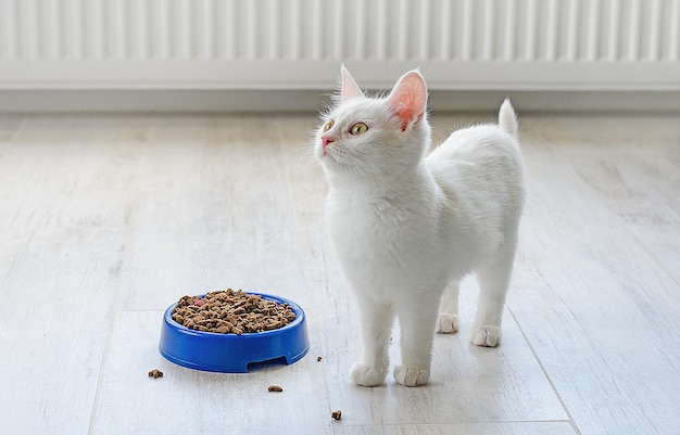 Alimento para gatos pequeños.