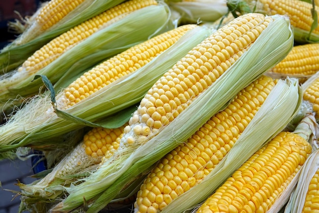Alimento orgánico de maíz con alto contenido de vegetales crudos