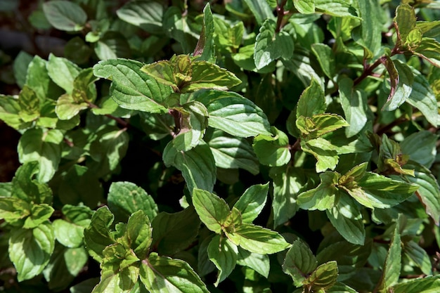 ALIMENTO; planta de menta en un jardín