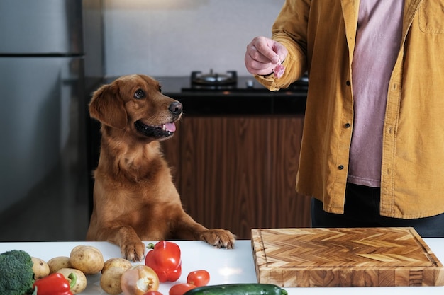 Alimentos crudos para perros Nutrición adecuada para sus mascotas Alimentos para perros Golden Retriever