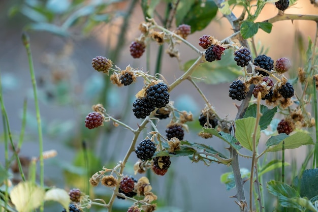 Alimentos naturales moras frescas en un jardín Racimo de mora madura Rubus fruticosus en rama con hojas verdes en una granja Primer plano