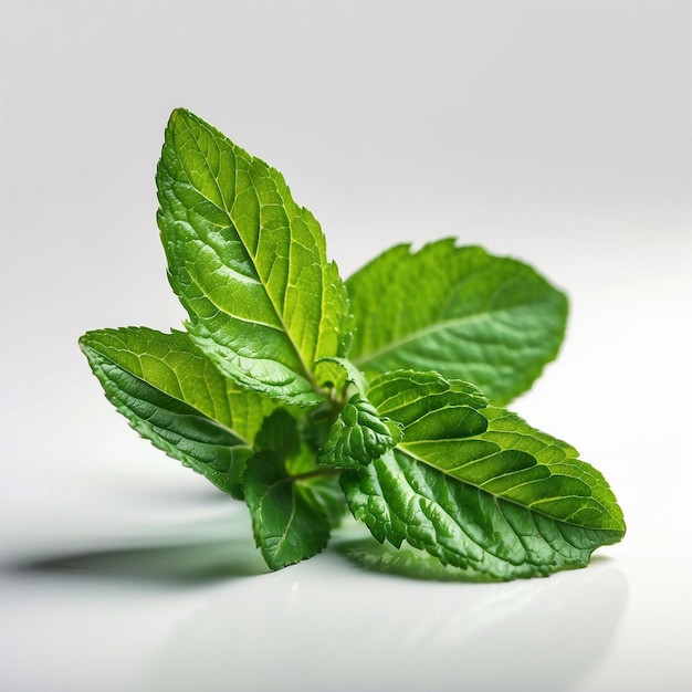 Foto alimentos orgánicos saludables con hojas de menta