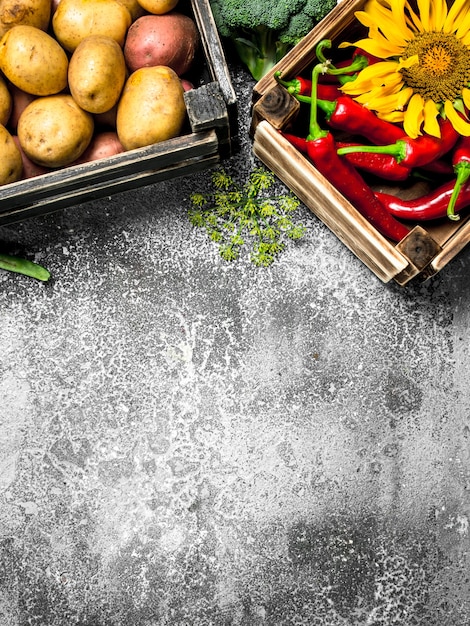 Alimentos orgánicos. Verduras frescas en cajas.