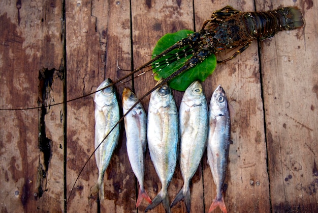 Alimentos para peces marinos