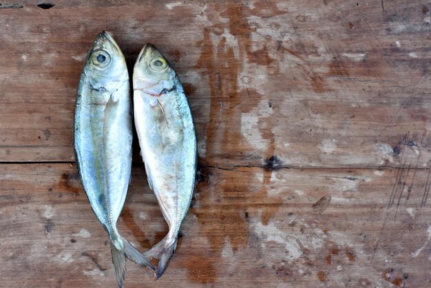 Alimentos para peces marinos