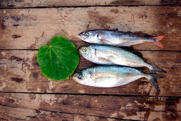 Alimentos para peces marinos