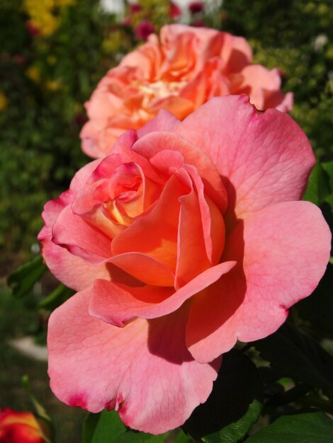 Foto alineación de rosas grandes con colores adicionales y pétalos que varían en colores 485 dólares para fotogr