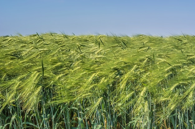 Foto alineado bajo el campo de la regla de la cebada híbrida contra el cielo