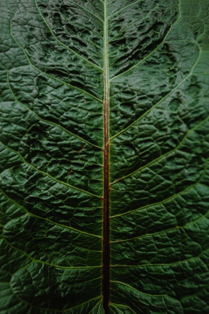 Alinhador longitudinal de uma planta verde closeup vista superior