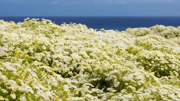 Foto alissum lobularia maritima malta do mediterrâneo