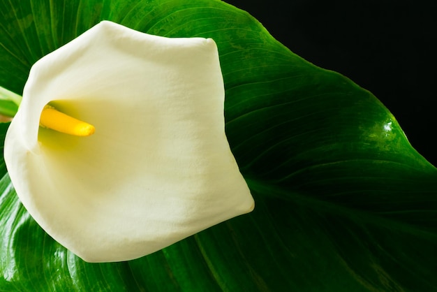 Alla Blume auf schwarzem Hintergrund