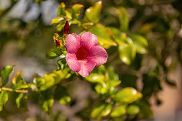 Allamanda-Blütenpflanze der Gattung Allamanda