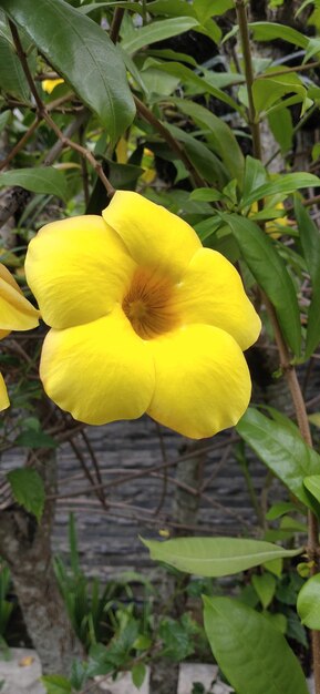 Foto allamanda catártica