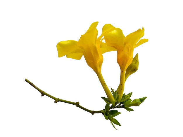 Allamanda-cathartica-Blume lokalisiert auf weißem Hintergrund