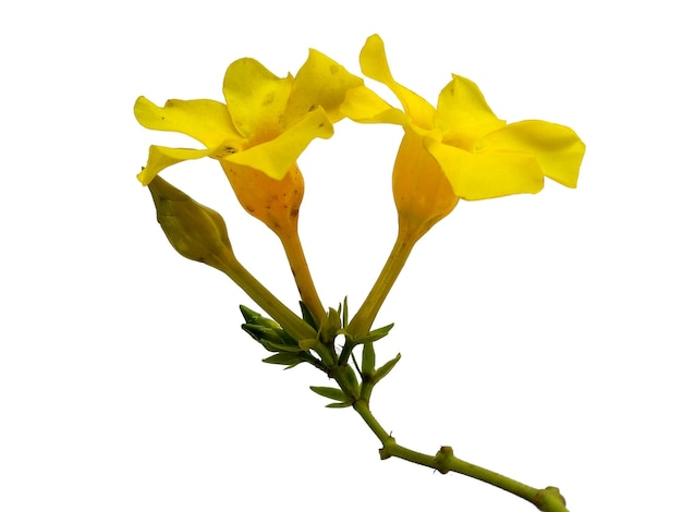 Allamanda-cathartica-Blume lokalisiert auf weißem Hintergrund