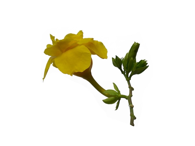 Allamanda-cathartica-Blume lokalisiert auf weißem Hintergrund