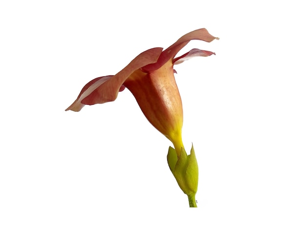 Allamanda-cathartica-Blume lokalisiert auf weißem Hintergrund