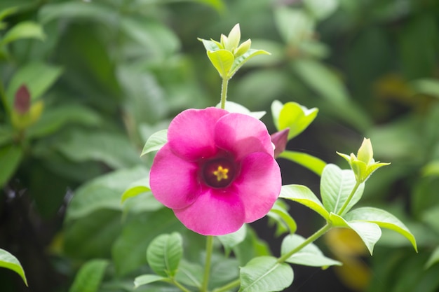 Allamanda cathartica Blume oder Sternblume im Garten mit unscharfem Hintergrund