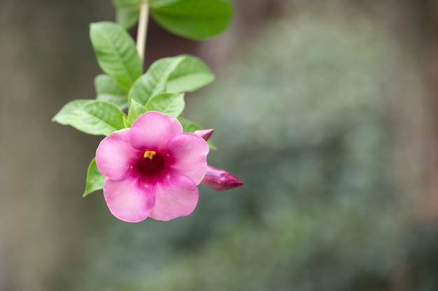 Allamanda cathartica Blume oder Sternblume im Garten